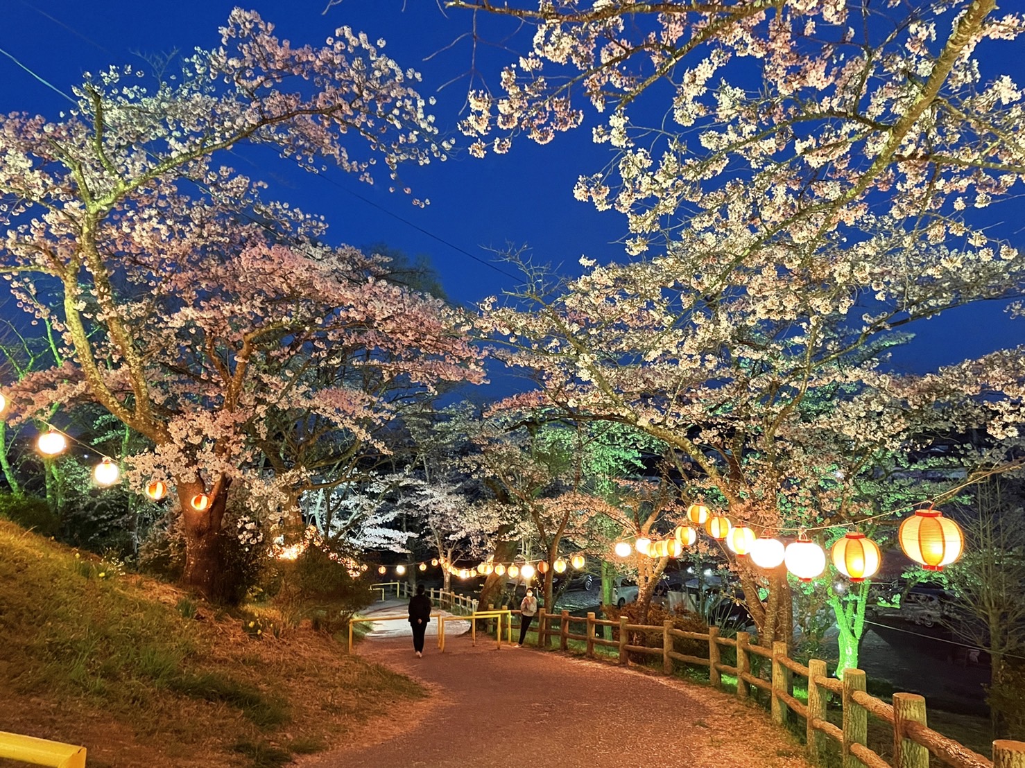 南相馬市　夜の森公園桜まつりライトアップ